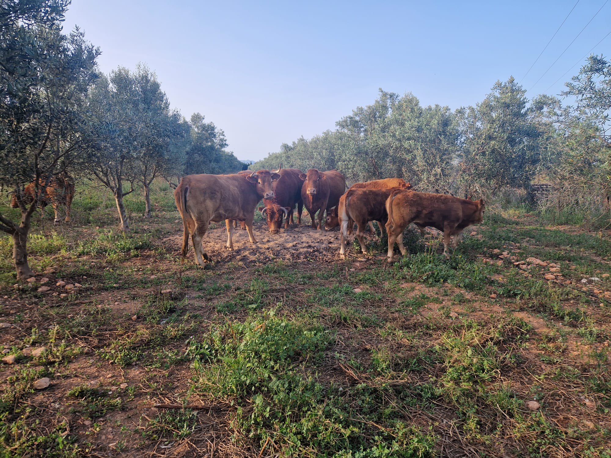 Nuestras vacas pastando entre olivos
